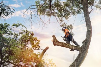 Specialized Arborists