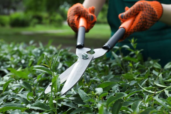 Shrub Maintenance Service