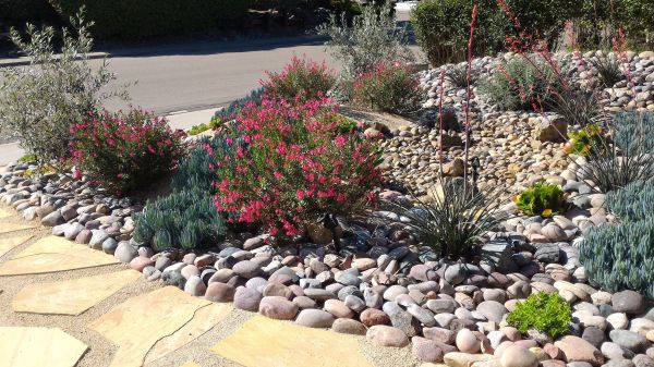 Dryland Gardening - Dryland Gardening Minneapolis, Minnesota