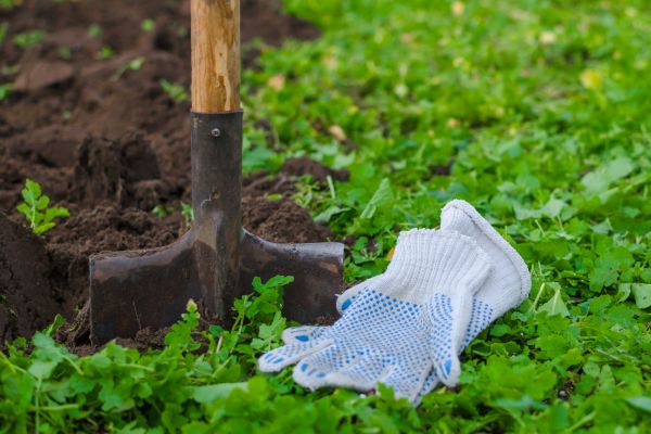 Front Yard Soil Cultivation